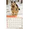 Love of Dogs Kalender 2025