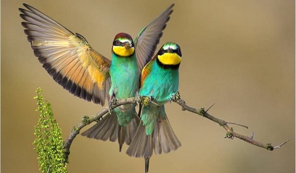 Hoe zet ik mijn vogel(s) over op pellets
