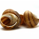 De Peelslak 24 snail shells