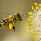 Excential Pollen (frisch)