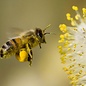Excential Pollen (fresh)