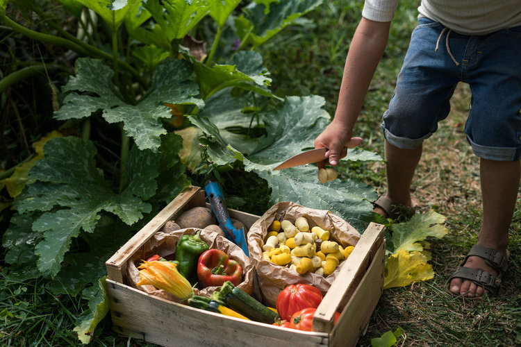 Grapat  Houten mandala tulpjes