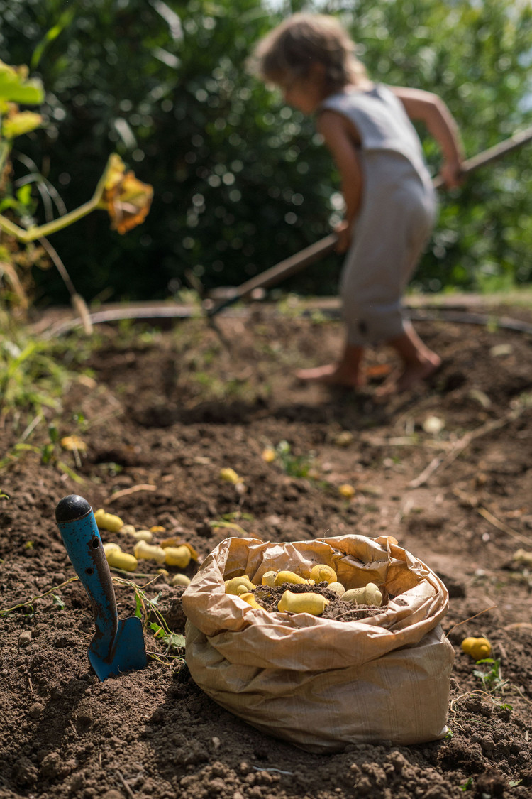 Grapat  Houten mandala tulpjes