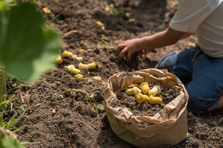 Grapat  Houten mandala tulpjes
