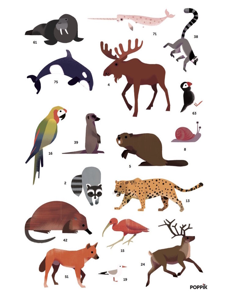 Poppik Stickerposter Discovery - Dieren van de wereld