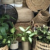 Yoshiko Yoshiko - Surat plantenpot goud Yoshiko Yoshiko - Surat plantenpot goud