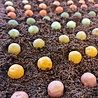 Blossombs Blossombs - Jute Cadeauzakje - 8 kleurige Blossombs Blossombs Blossombs - Jute Cadeauzakje - 8 kleurige Blossombs