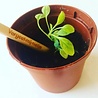 Bloom Bloom - Bloeipotlood Bloom Bloom - Bloeipotlood