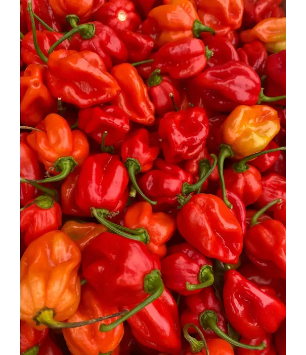 Tomasu Tomasu - Sambal (Pot 165gr)