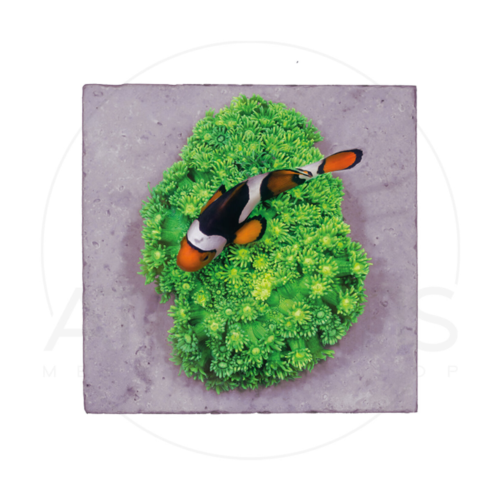 Fauna Marin Frag Tiles - Quadratische Ablegersteine - 10 Stk.