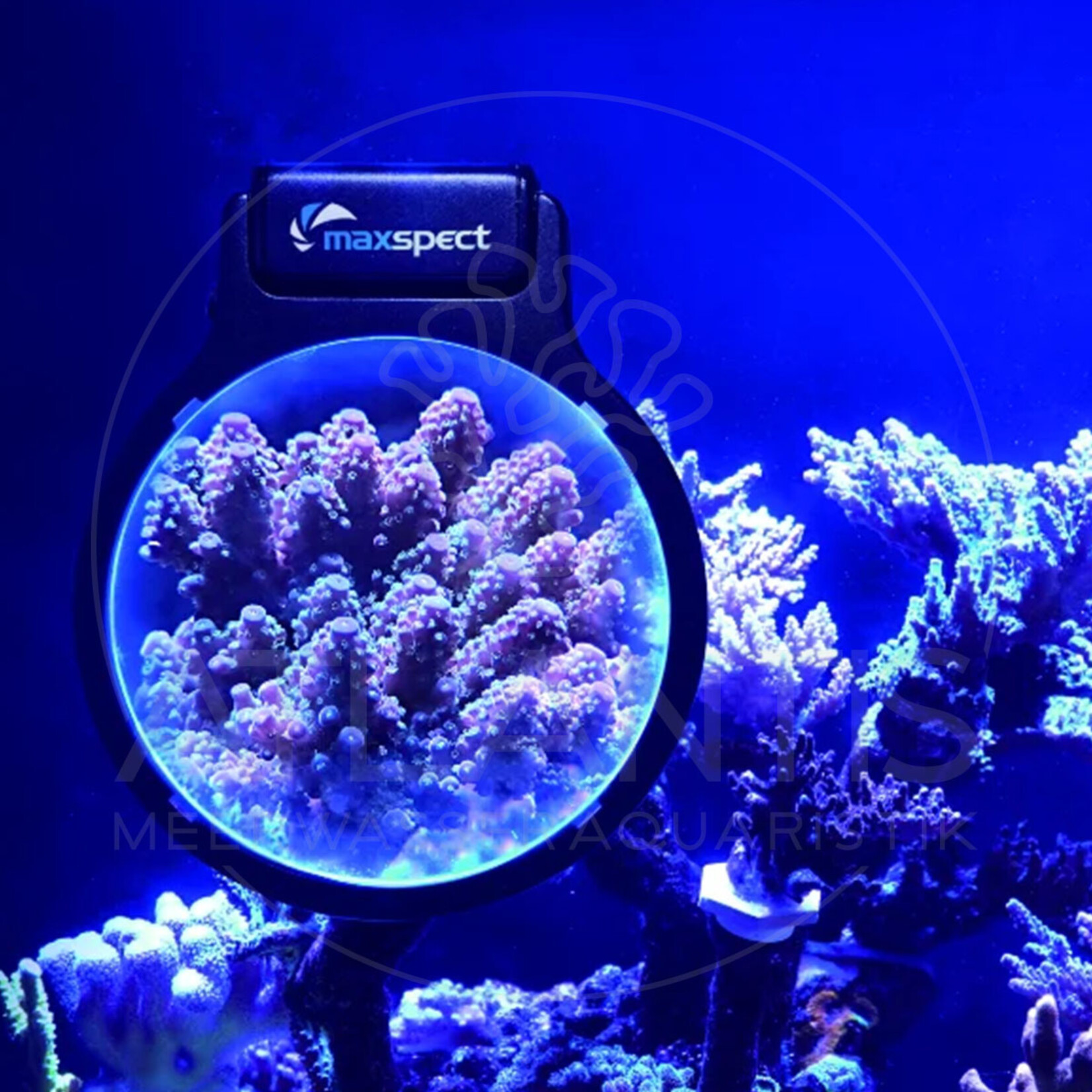 Maxspect Pastel Reef Magnifier L