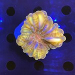 Indonesien A028 - Cynarina Red