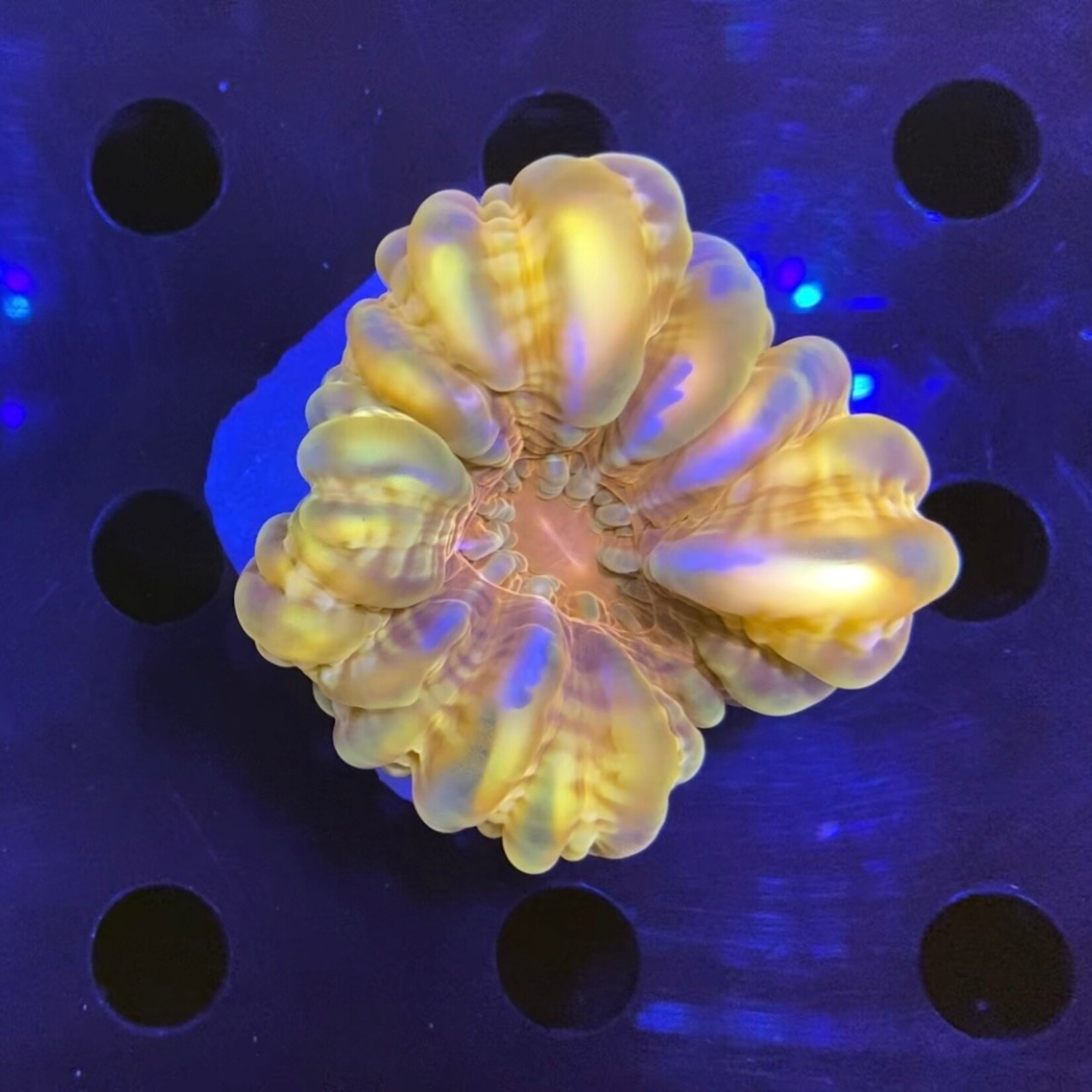 Indonesien A028 - Cynarina Red