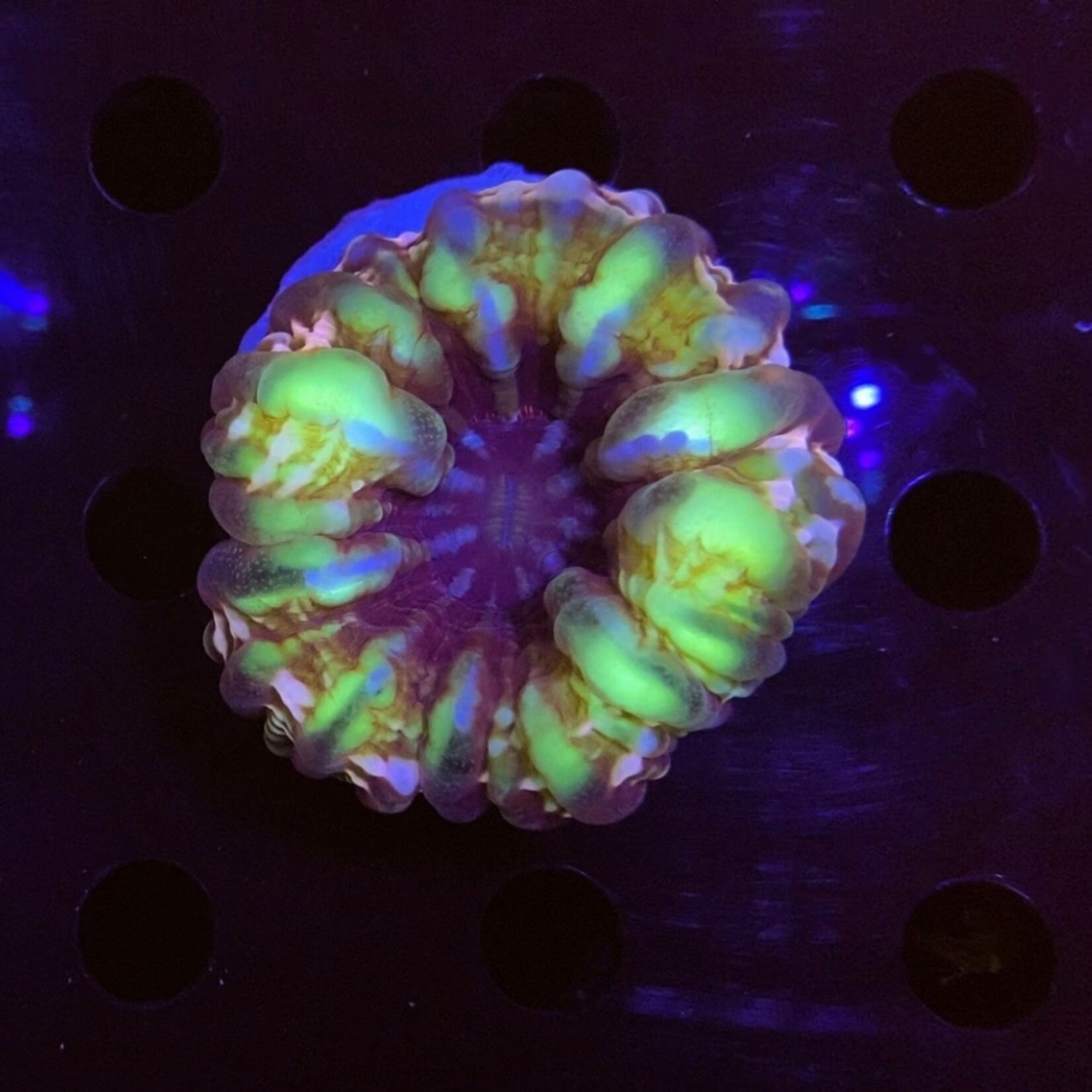 Indonesien A026 - Indophyllia Green/Blue