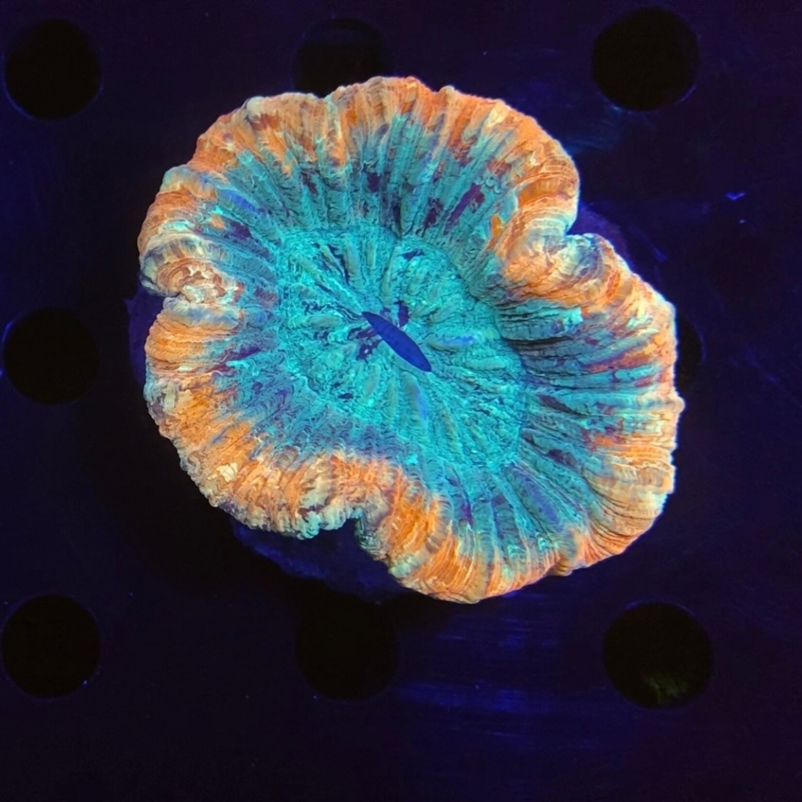 Indonesien A023 - Wellsophyllia Rose