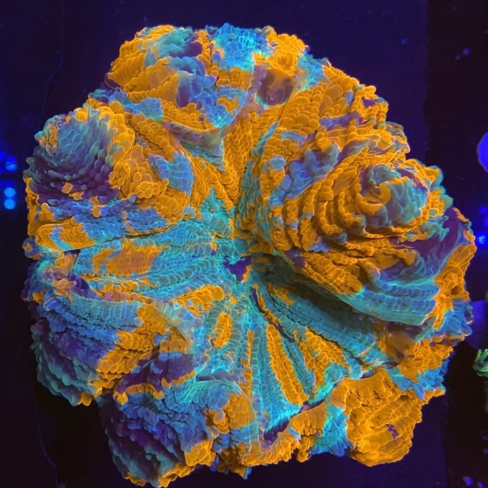 Indonesien A021 - Acanthophyllia - AA Warpaint