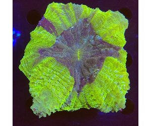 Indonesien A019 - Acanthophyllia Green