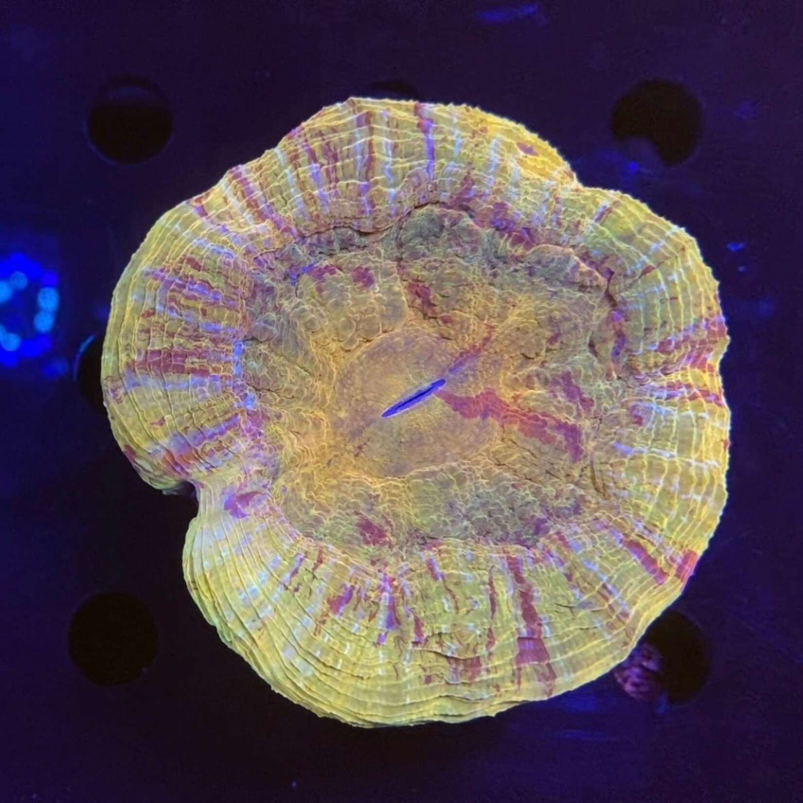 Indonesien A012 - Acanthophyllia Magma