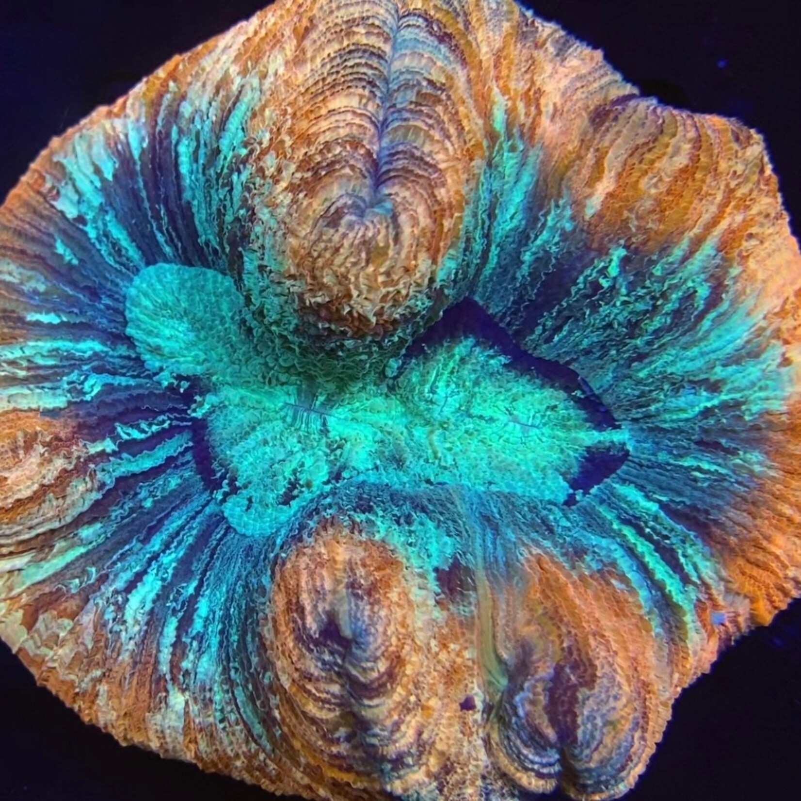 Indonesien A010 - Wellsophyllia Red/Blue