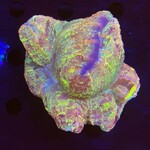 Indonesien A001 - Wellsophyllia Multicolor