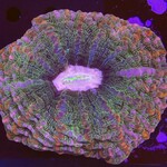 Indonesien A004 - Indophyllia Purple Mouth