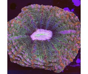 Indonesien A004 - Indophyllia Purple Mouth