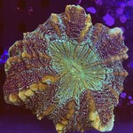 Indonesien A002 - Acanthophyllia Green/Speckled