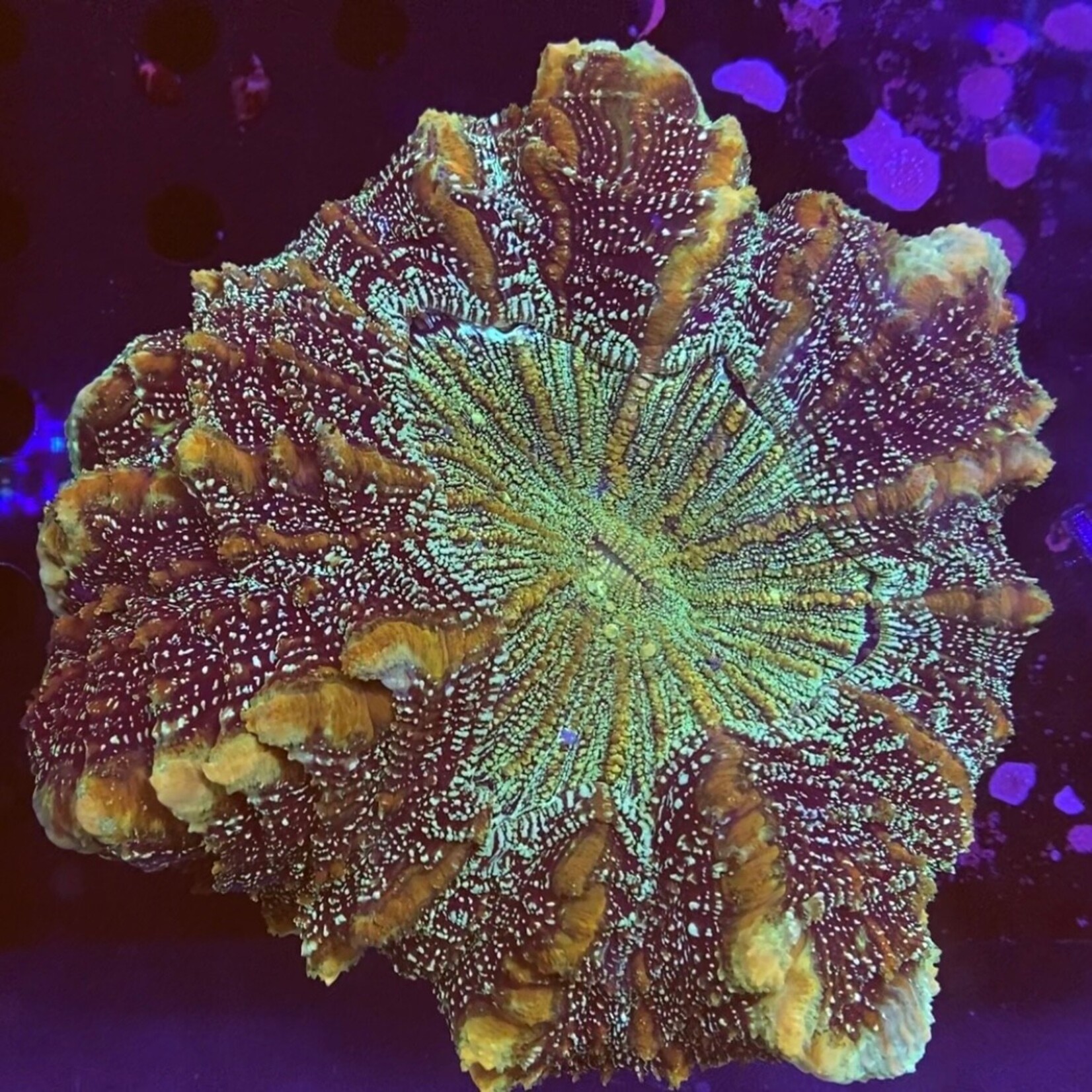 Indonesien A002 - Acanthophyllia Green/Speckled