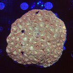 Indonesien A101 - Favia Orange L