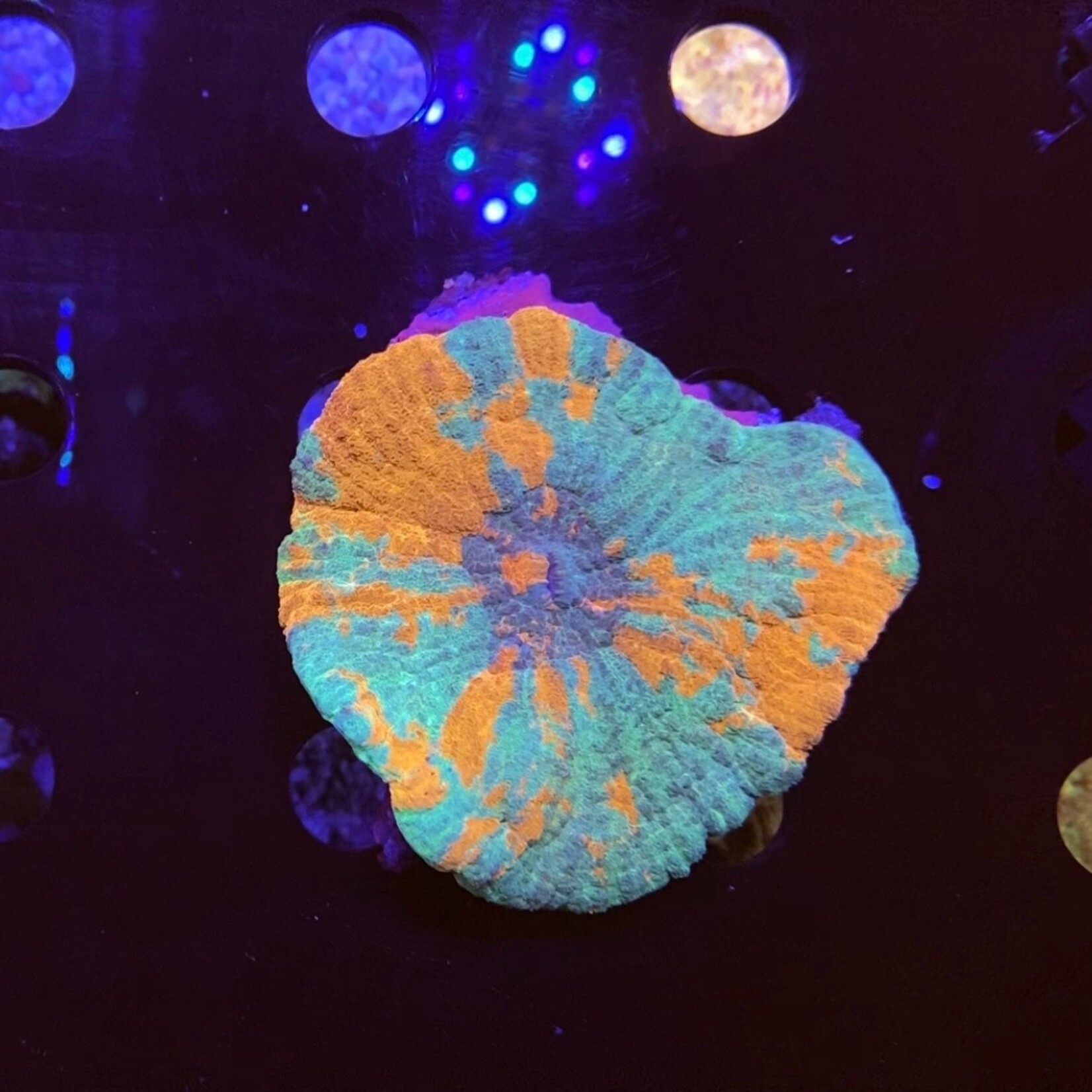 Indonesien A110 - Australomussa