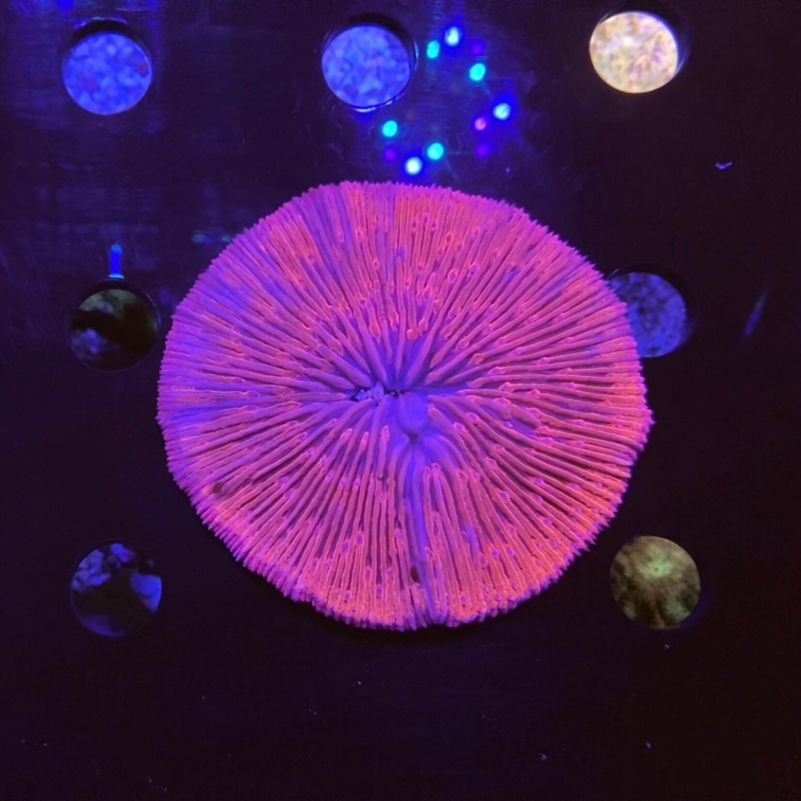 Indonesien A108 - Fungia Red