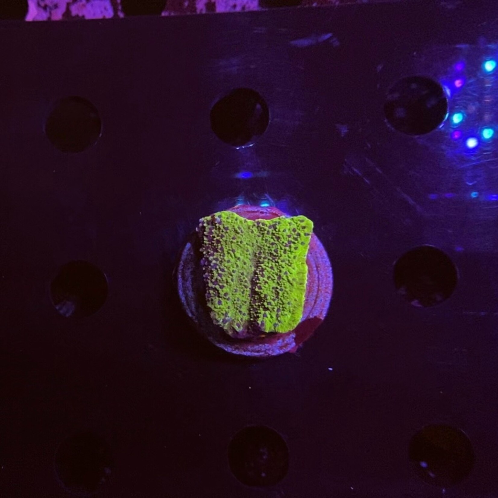 Indonesien A124 - Monti Ableger - AA Blueberry