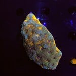 Indonesien A164 - Acanthastrea Echinata - AA Warpaint