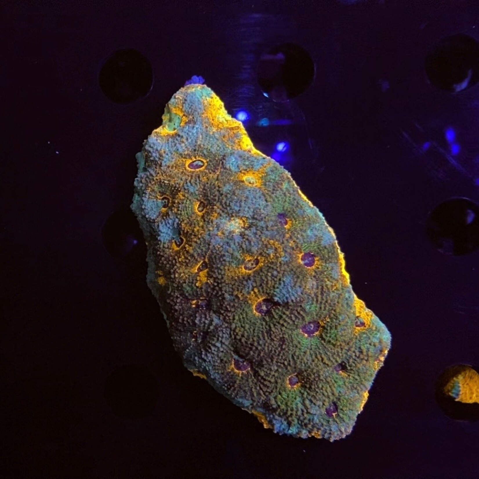 Indonesien A164 - Acanthastrea Echinata - AA Warpaint