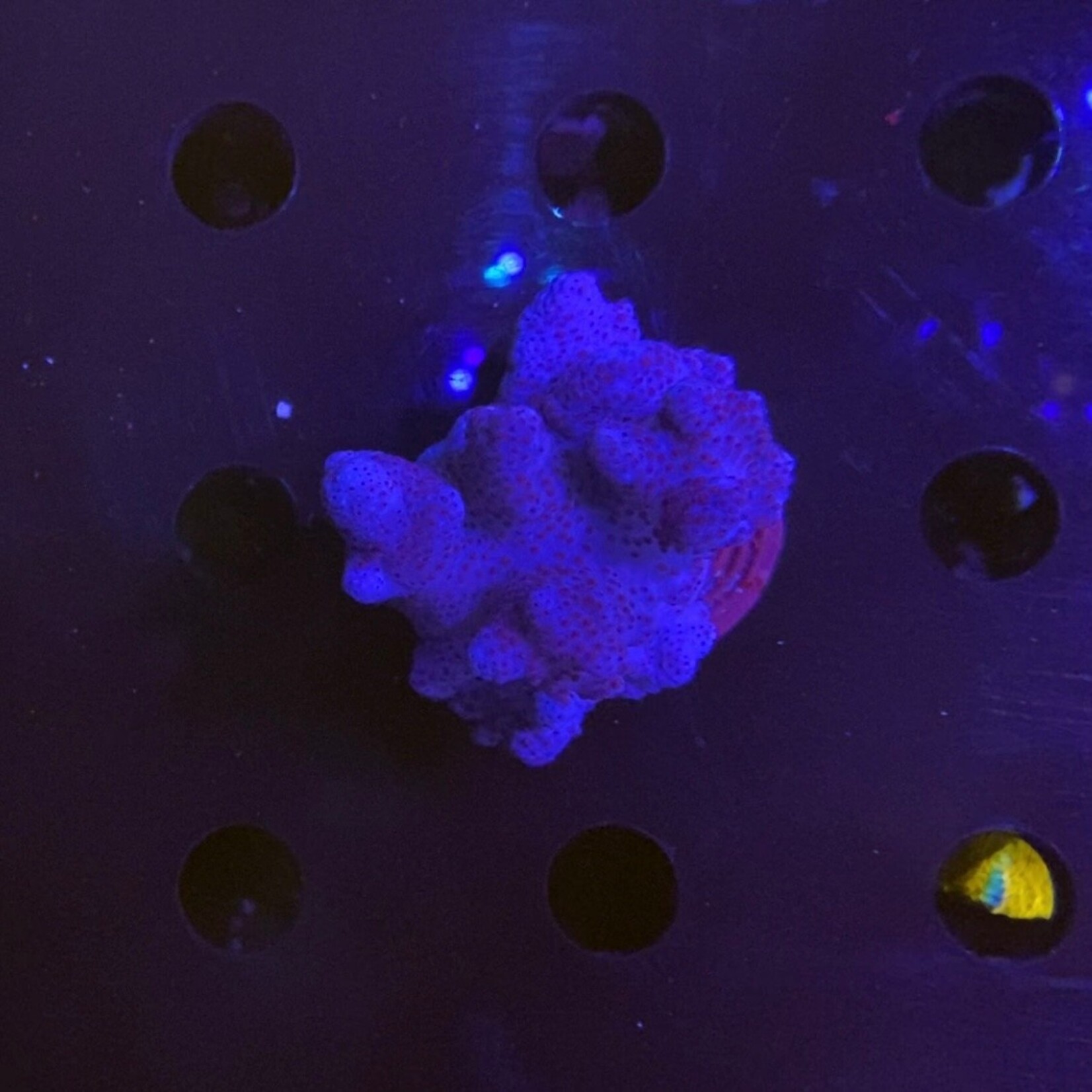 Indonesien A189 - Sinularia Mollis