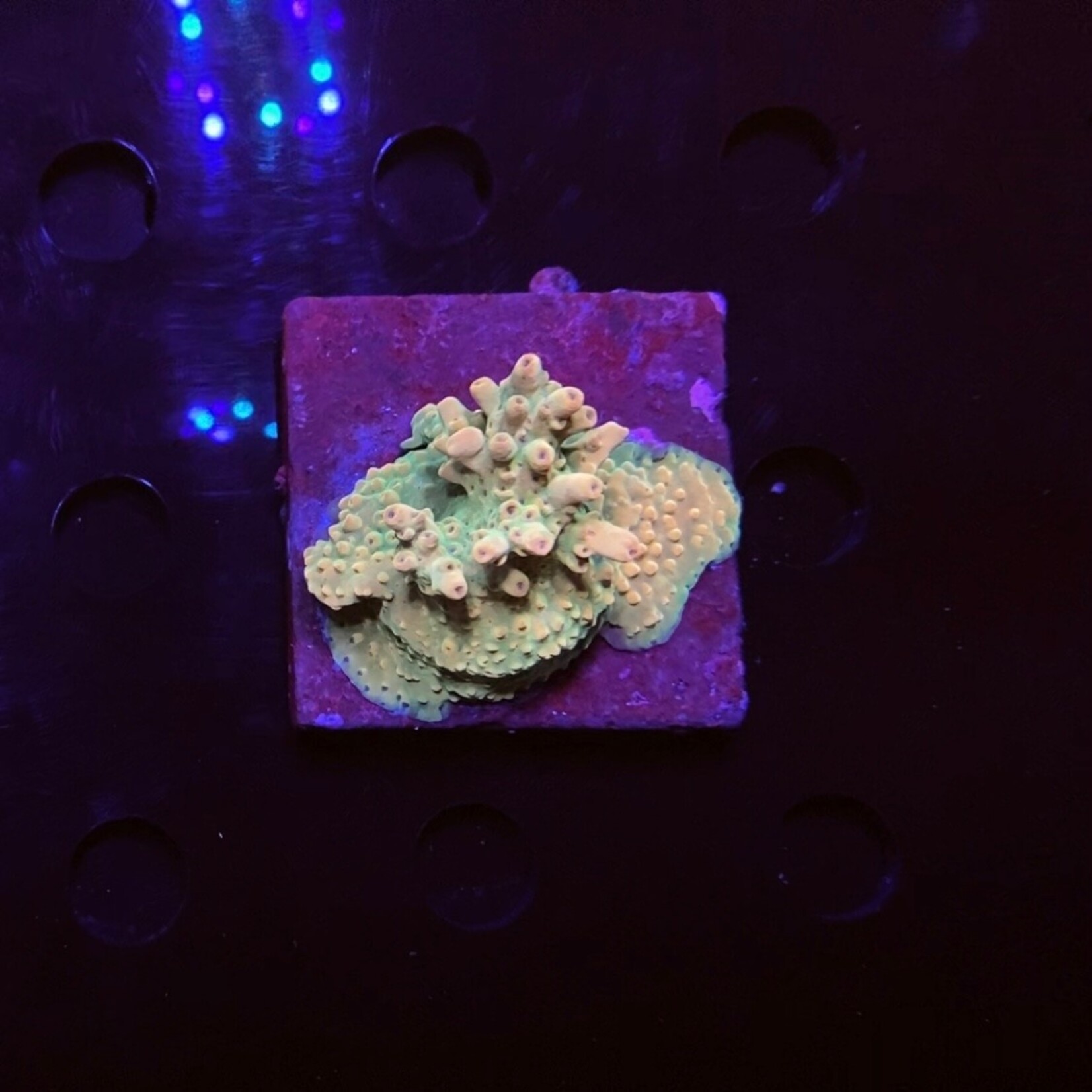 Indonesien A240 - Acro Ableger Green/Orange