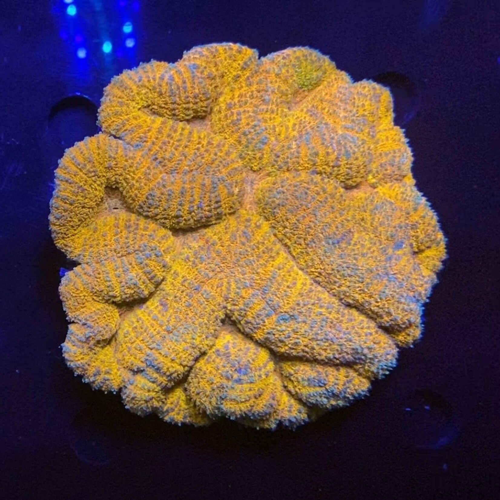 Indonesien A280 - Symphyllia Orange