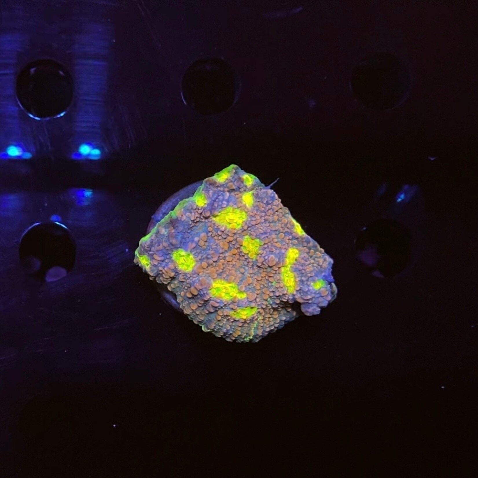 Indonesien A350 - Chalice AA Watermelon