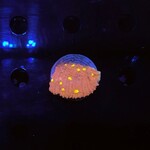 Indonesien A358 - Chalice Red / Yellow Dots