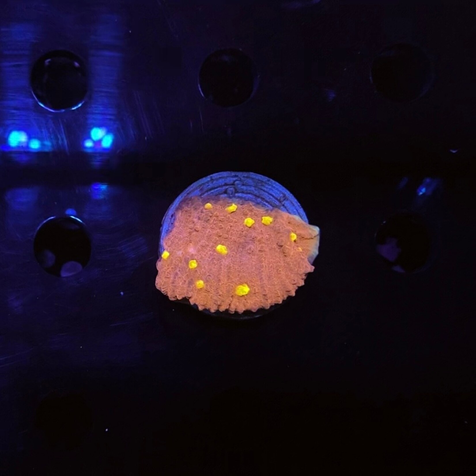 Indonesien A358 - Chalice Red / Yellow Dots