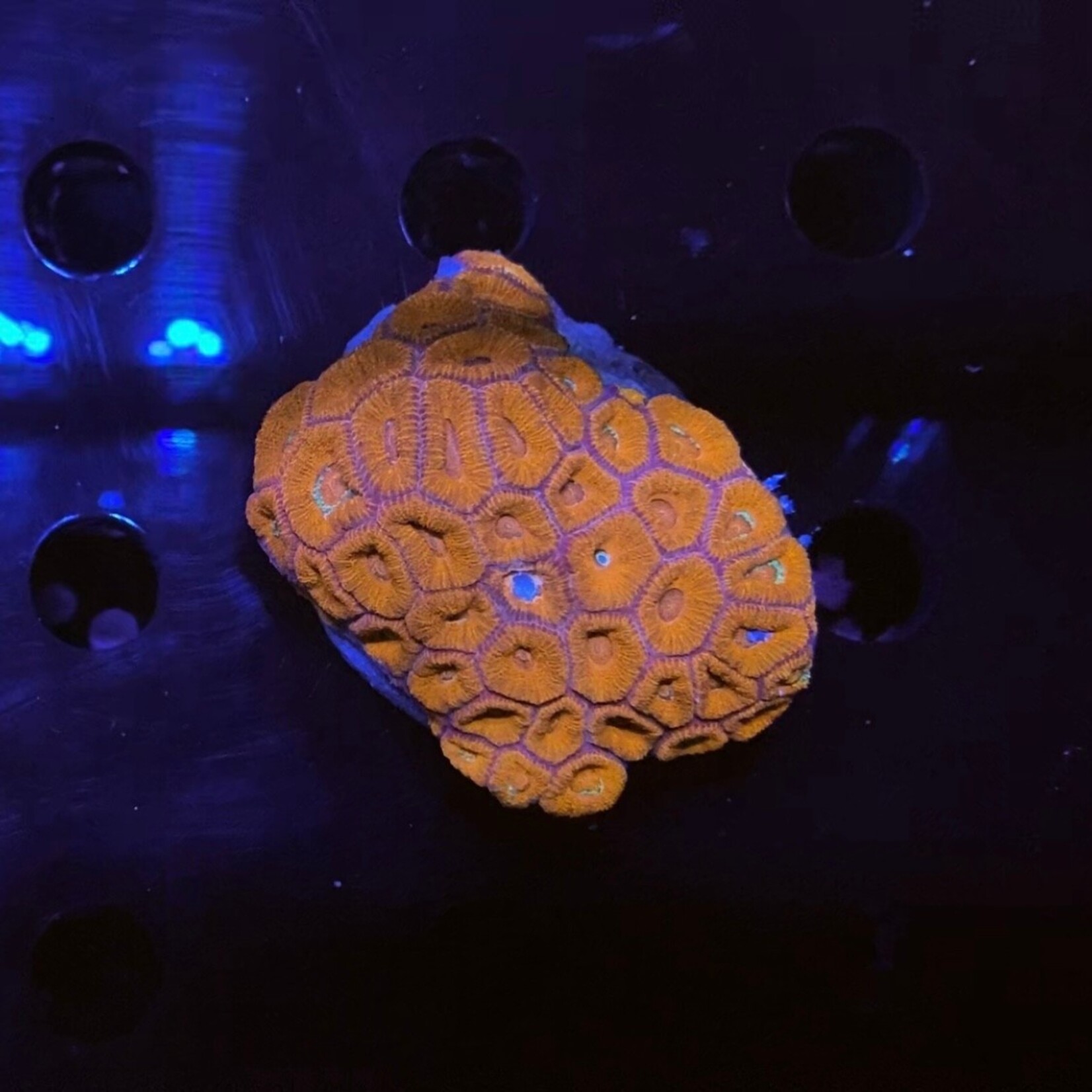 Indonesien A367 - Acanthastrea Red