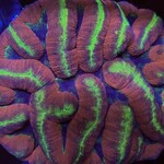 Indonesien A370 - Symphyllia Red / Green