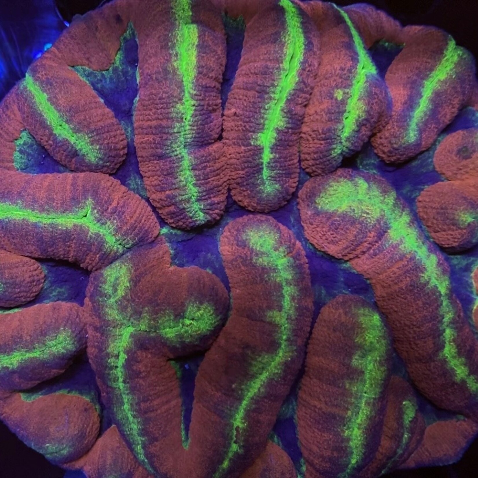 Indonesien A370 - Symphyllia Red / Green