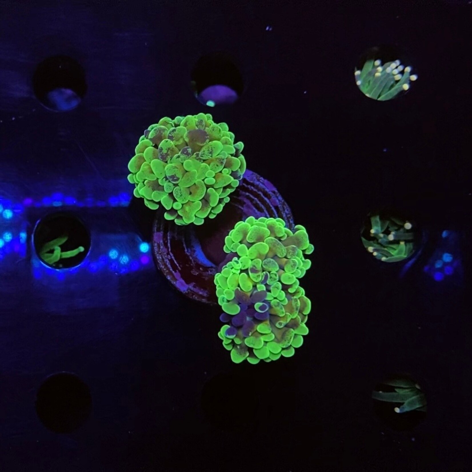 Indonesien A390 - Euphyllia Baliensis - AA Green Speckled - 2-3 Heads