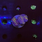 Indonesien A400 - Euphyllia Baliensis - AA Purple Gold - 2-3 Heads