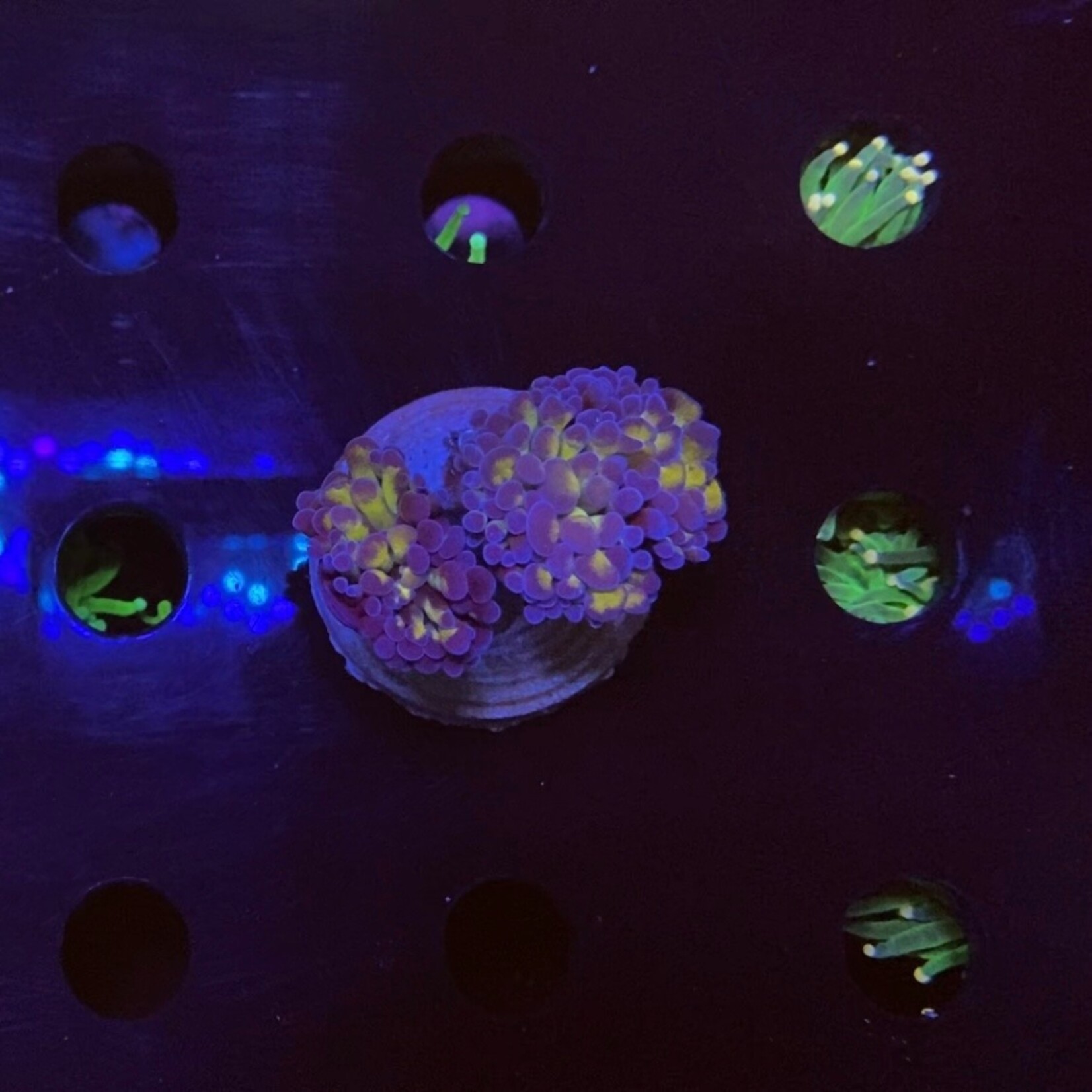 Indonesien A400 - Euphyllia Baliensis - AA Purple Gold - 2-3 Heads