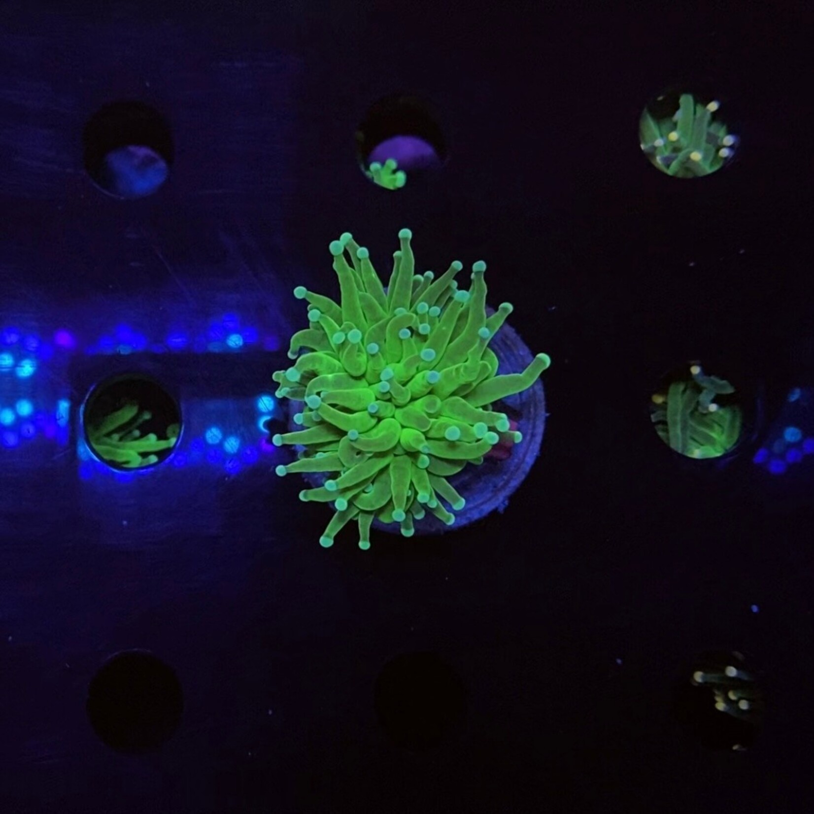 Indonesien A380 - Euphyllia Glabrescens - Green - 1 Head