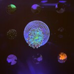 Indonesien A302 - Scheibenanemone - Ricordea