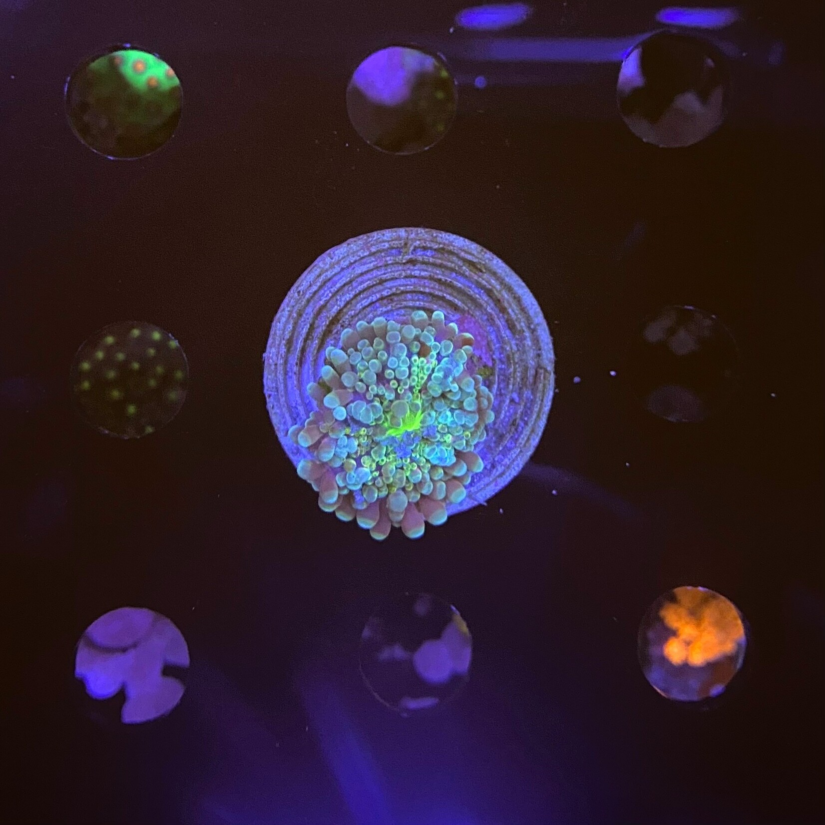 Indonesien A302 - Scheibenanemone - Ricordea