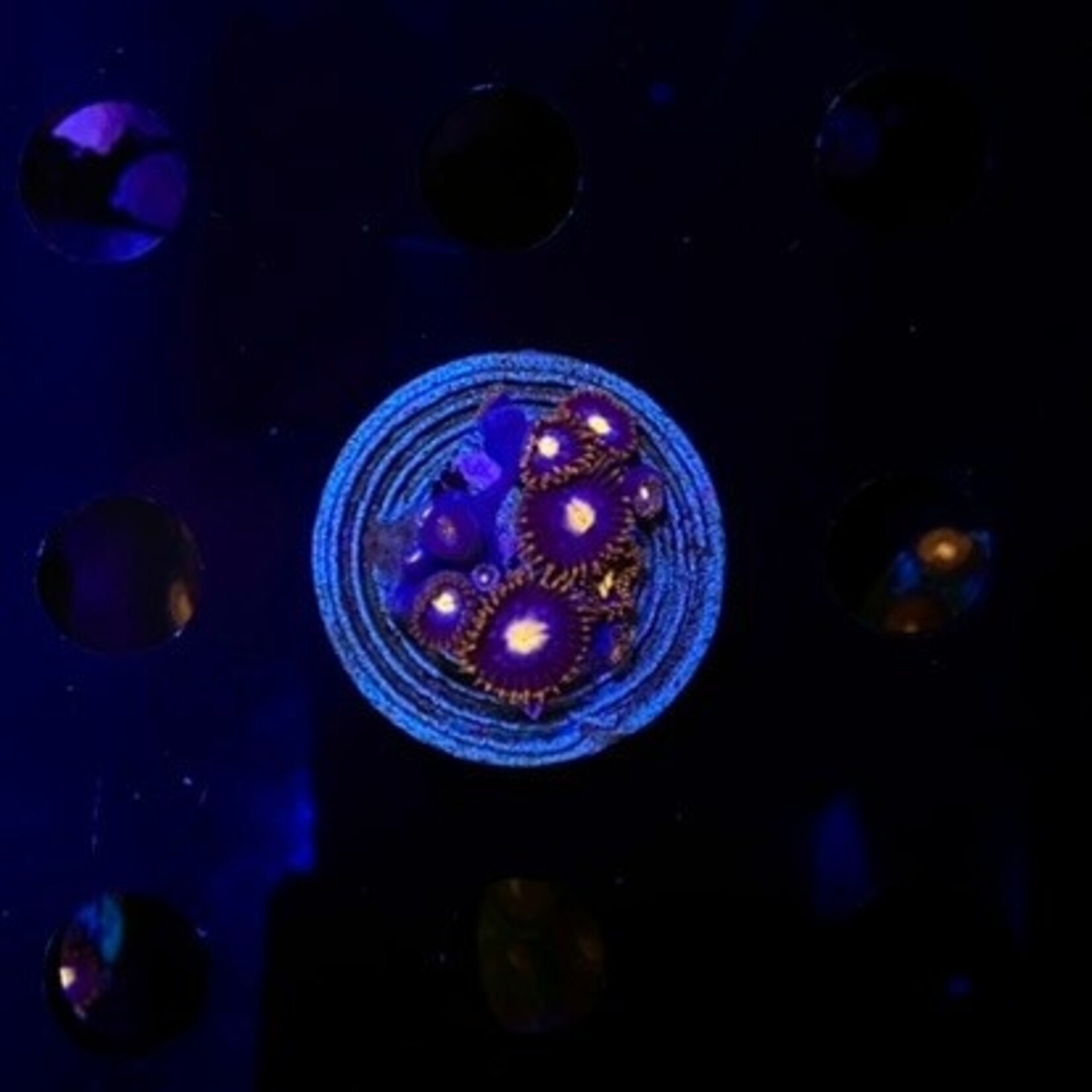 Indonesien A320 - Zoa Ableger - AA Blue / Orange Lash